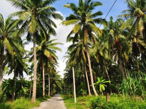 Danh sách điểm tham quan Bến Tre