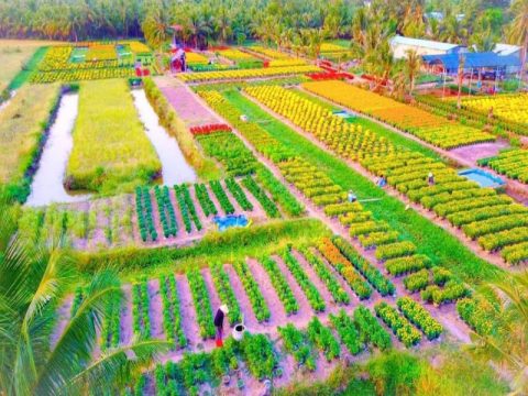 Làng hoa kiểng Cái Mơn – Chợ Lách