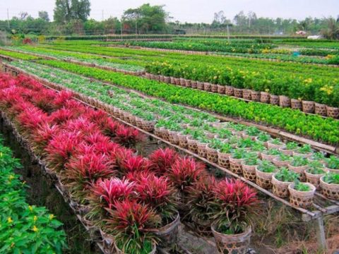 Vườn hoa kiểng Thanh Tâm Long An