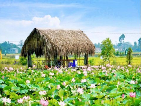 Khu du lịch Đồng Sen Tháp Mười