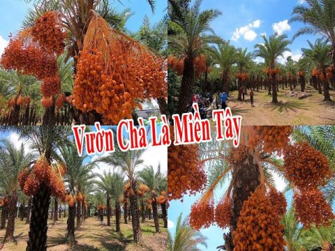 Vườn Chà Là Sa Đéc