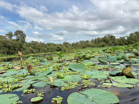 Cẩm nang du lịch Trà Sư – Châu Đốc năm 2025