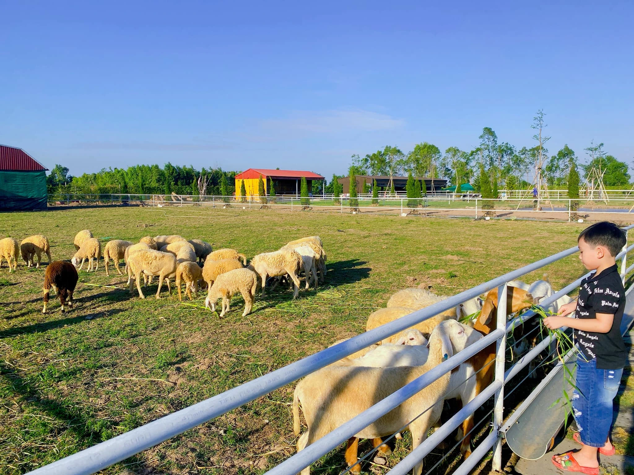 Nông trại Thú Cưng: Thỏ, Công, Chim cu, Dê đẹp trai, Cừu, Lạc đà có bứu, alpaca, dúi, ngựa, bò yak ,… )